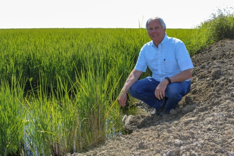 a man kneeling on the ground next to a green rice field. 