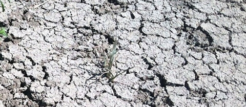 Dry soil at Sacramento National Wildlife Refuge Complex