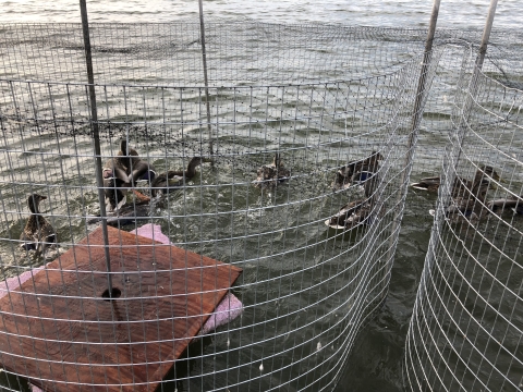 ducks swimming in round swim-in trap