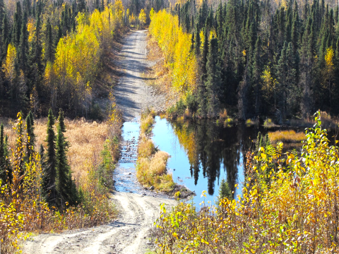 A rural Alaskan dirt road has been overrun with water due to a clogged culvert, with the color of Fall showing on all of the yellow-enrobed saplings.