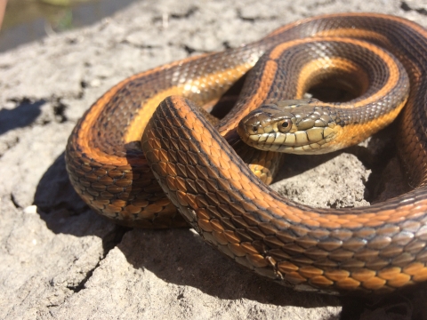 an orange and brown giant garter snake curled up on a rock