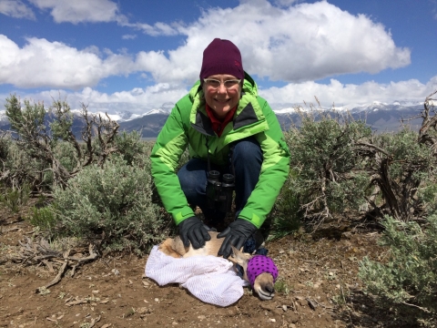 WSFR staff members handles a small juvenile pronghorn during site visit in Idaho.  