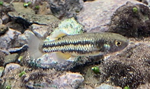 Small fish underwater