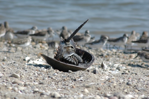 A horseshoe crab upside down on a beach