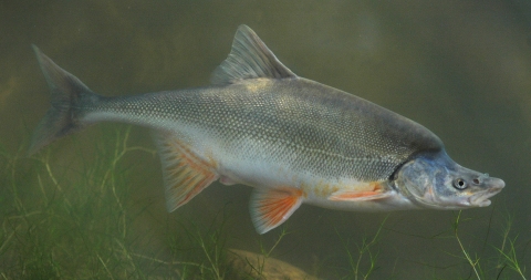 Silver colored fish with a humped back and reddish fins