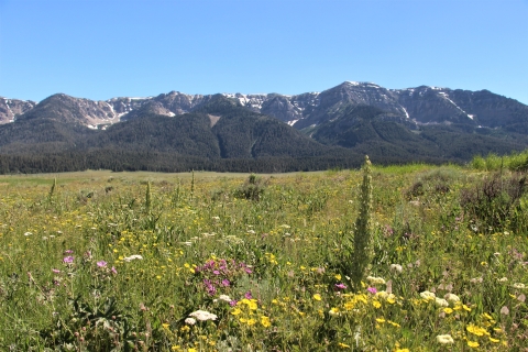 A field of colorful wildflowers in front of a mountain range under clear blue skies.