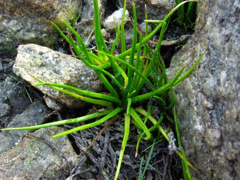 A small, bright-green, filamentour plant grows in a rocky bed