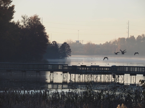 At dawn, a silhouette of a group of birds fly over a marsh boardwak. City structures and forest appear in the distance