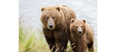 Kodiak brown bear sow with cub walking along a river-bank in Kodiak, Alaska.