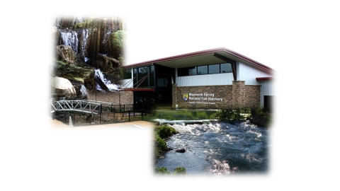 Mammoth Spring National Fish Hatchery Collage 