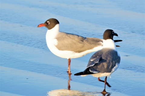 Laughing Gulls