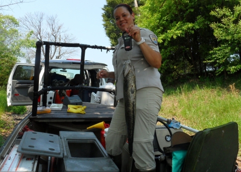 Lisa weighs northern snakehead she shocked 