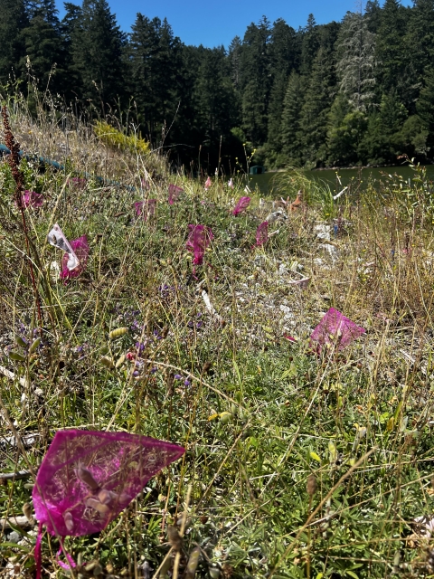 a meadowy hill in the forest is dotted with pink mesh baggies tied around lupine seed pods