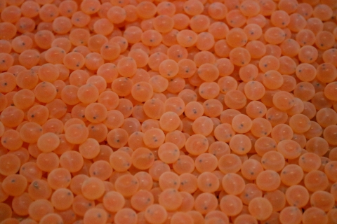 Hundreds of small orange-pink spheres, each with one or two dark dots inside them