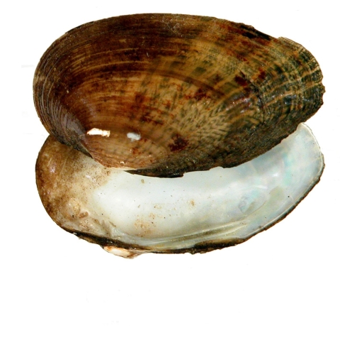 Shell of a freshwater mussel with a white nacre (interior) and brownish-yellow exterior. The shell has fine light and dary broken rays radiating outward from the hinge to the margin.