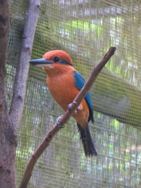 A sihek stand on a branch in a cage. It is cinnamon orange with metallic blue wings and tail. It's beak is large and black and it has a metallic blue stripe retreating from its eye like mascara.