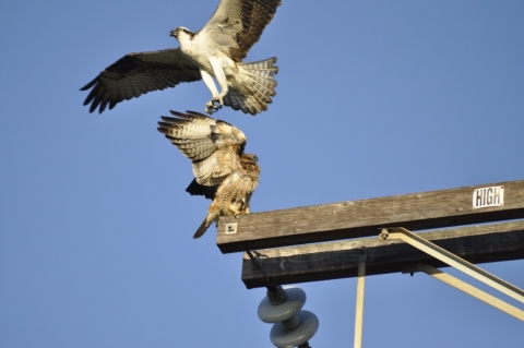 An osprey dive bombs a red-tailed hawk perched on wooden utility electric pole. 
