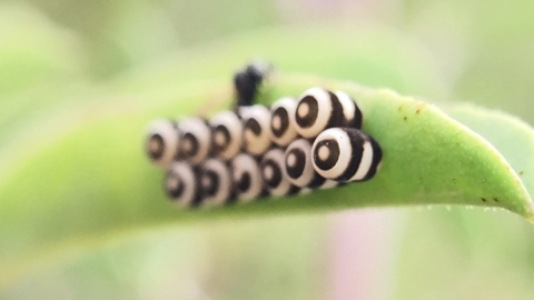 Close up of two rows of eggs tightly laid next to each other on a green leaf. The eggs have white and black rings with the front center looking like a white circle. 