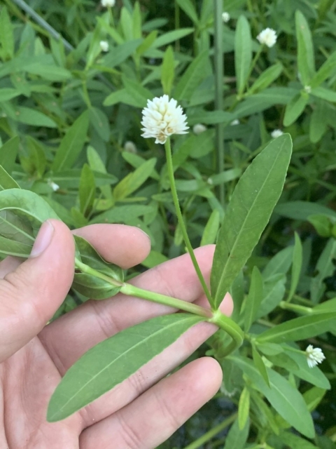 Hands holds green plant with a few leaves and a single stem that has a small cluster of flowers.