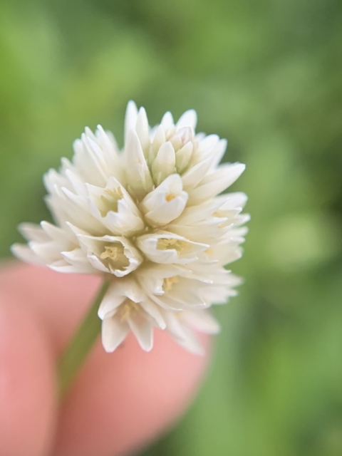 A cluster of white flowers held by a single green stem. 