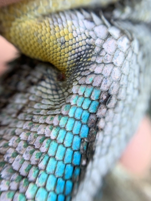 Close up of a lizards' scales. The scales range in color from turquoise, yellow, green, black, and grey.