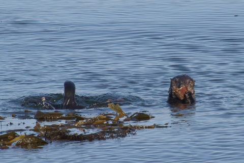 A southern sea otter pup eats red abalone off Otter Point, Monterey, California, while its mother dives for prey.