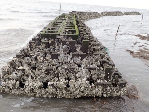 Oysters cling to stacked blockades that resemble stairs. The structure sits above the sea water. 