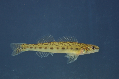 A pearl darter in water. The common name, pearl darter, is derived from iridescent patches on its gill covers resembling the coloration of a pearl. 