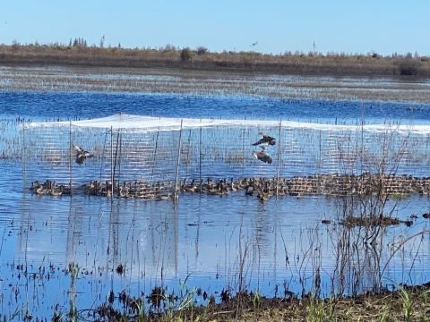 ducks in swim in traps on a wetland