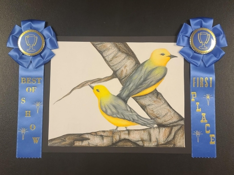 Drawing of two Prothonotary Warblers on a tree branch, Blue ribbon for first place Best of Show 