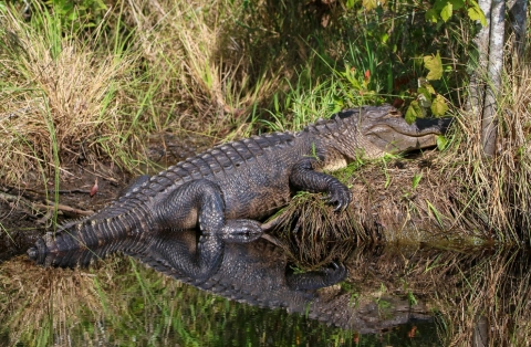 Alligator resting on bank of canal with its reflection in the water