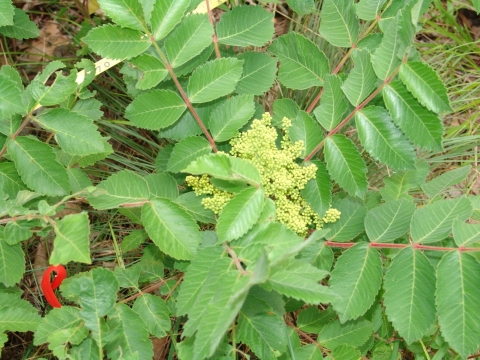 Plant with bright green compound leaves that have serrated leaf margins and thin reddish stems