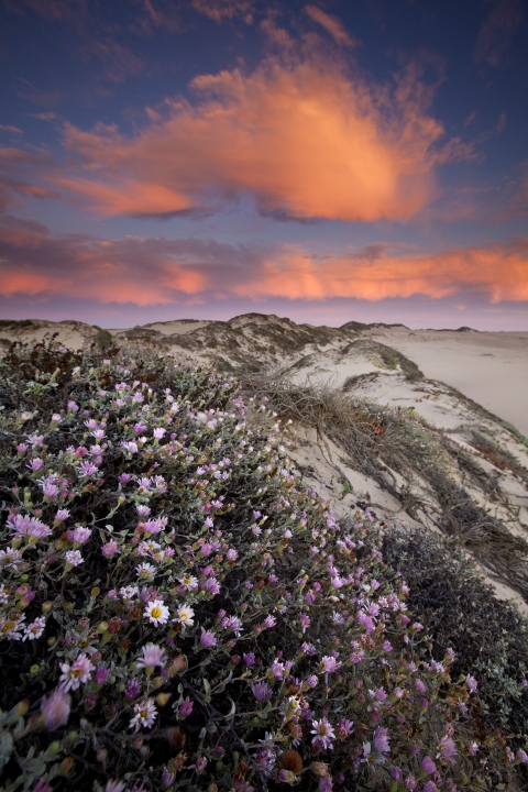 Dark blue skies with orangish pink clouds sit above fairly rugged and vegetated dunes with pink flowers in the foreground