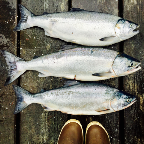 Three fresh, wild-caught, Alaskan salmon on a dock with the photographer's Xtra Tuff boots in the image