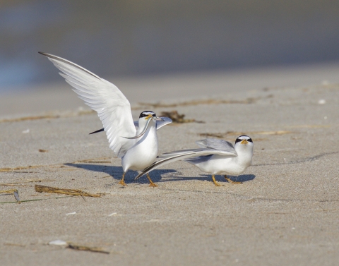 Two terns on the beach