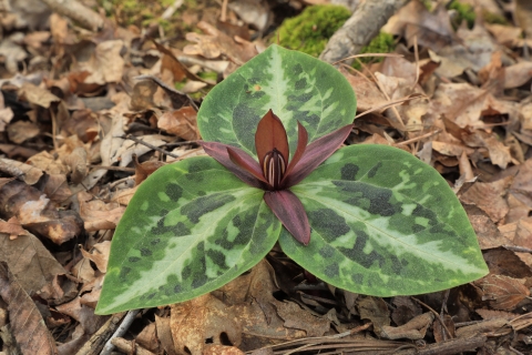 Low growing plant with three mottled leaves growing radially and dark purple flowers at the center