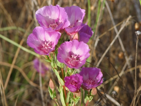 a bunch of pink cup-shaped flowers