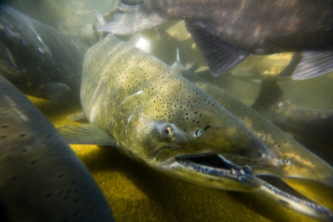 adult tule fall Chinook salmon