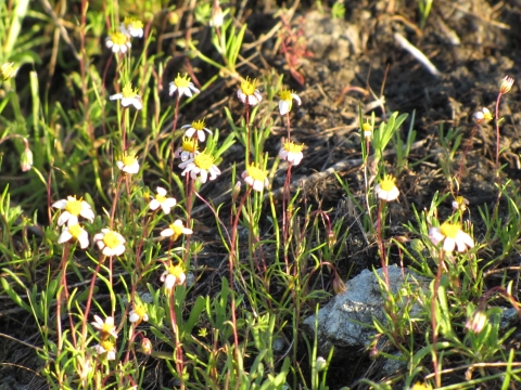 daisy-like white-rayed pentachaeta flowers