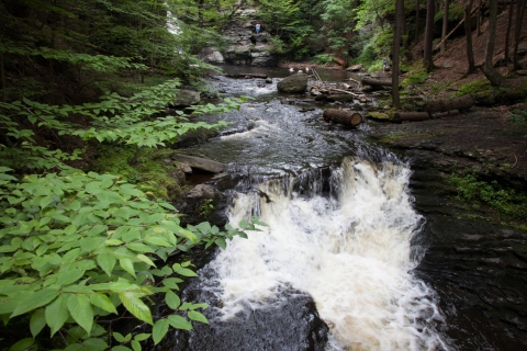 A stream cascades through a forest