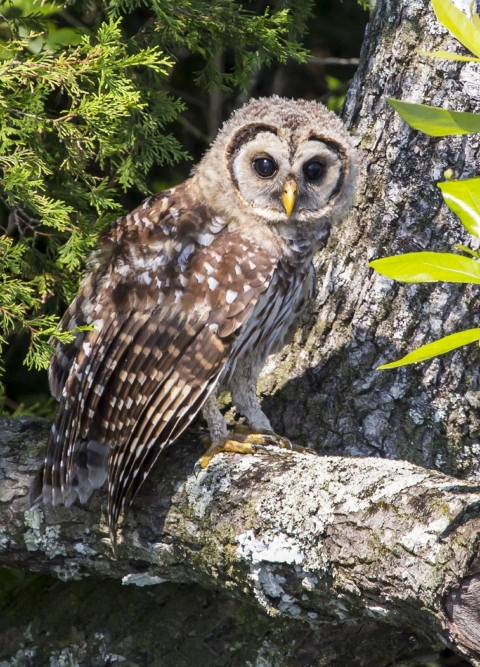 Brown & white barred owl perched on a large tree limb