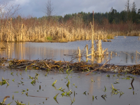 Wetland view, with a line of woven sticks that is a beaver dam across the lower center of a pond, cattails and leafless trees on shore.