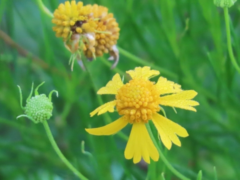 Bright yellow flower petals with yellow ball in the middle, surrounded by green