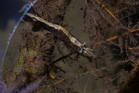 a brown shrimp with a cream stripe down its back resting on an algae covered stick