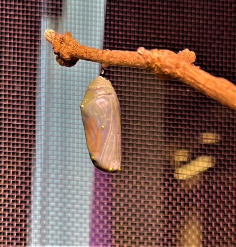 Monarch Chrysalis