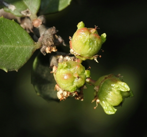close up of three immature green coyote ceanothus berries on the branch