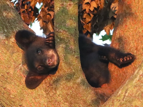 Small black bear cub lies in a tree's fork