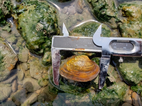 Onesmooth mussel shell being measured with a ruler on top of a mossy rock in shallow clear water. 