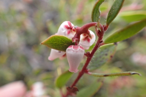 close up of a bunch of light pink manzanita flowers at the end of a leafy stalk