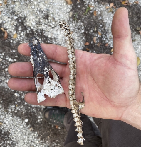 A hand displays a baby crocodile's skull and spine.